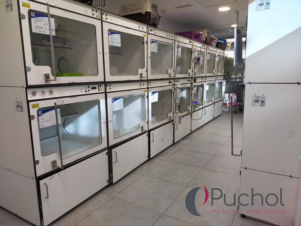 Hospitalización especial para gatos.