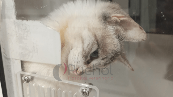 gato-ingresado