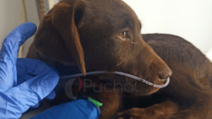 perro_ingresado_via_respiratoria