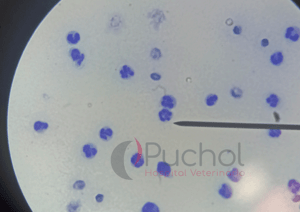 derrame pleural en animales