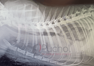 derrame pleural diagnostico perro
