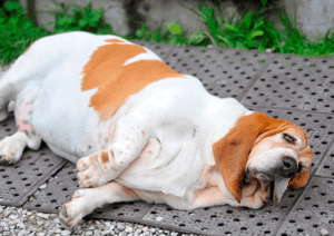 pancreatitis-perro-obeso