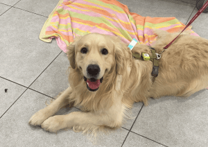 perro-recuperado-de-pancreatitis
