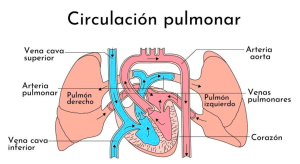 circulación pulmonar de mascotas