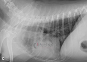 Radiografía de tórax de un Westy con sospecha de fibrosis pulmonar con hipertensión pulmonar