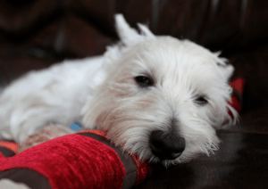 perro con fibrosis pulmonar