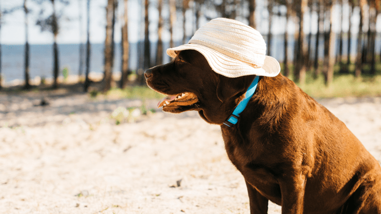 consejos para golpes de calor de perros y gatos