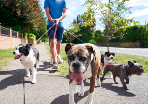 pasear perros en verano