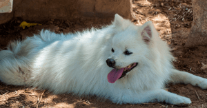 perro a la sombra