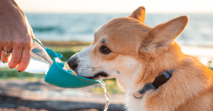 perro bebiendo agua para prevenir golpe de calor