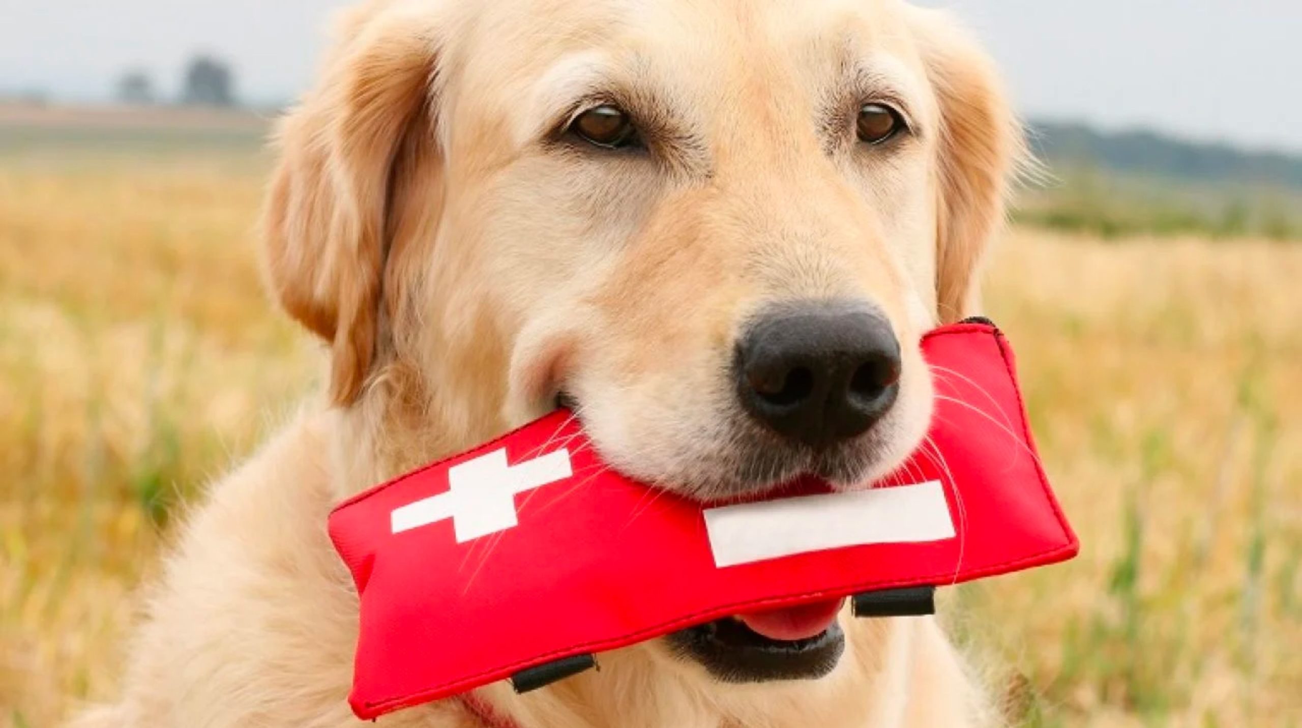viajar con perros y su botiquin