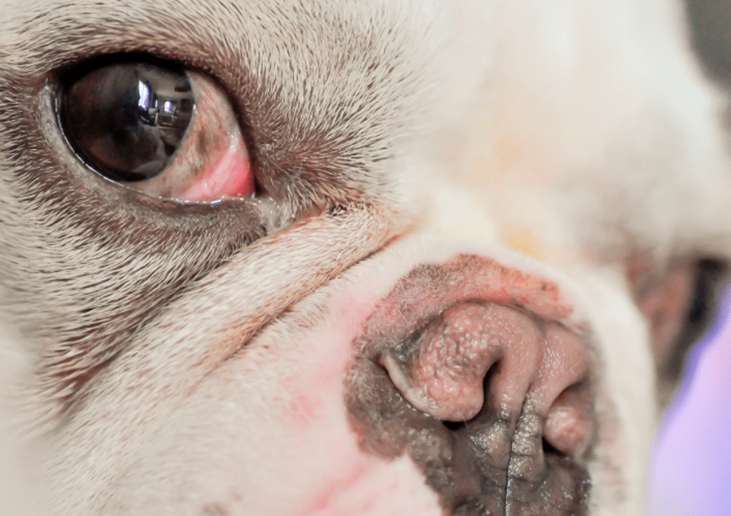 perro con ulcera corneal