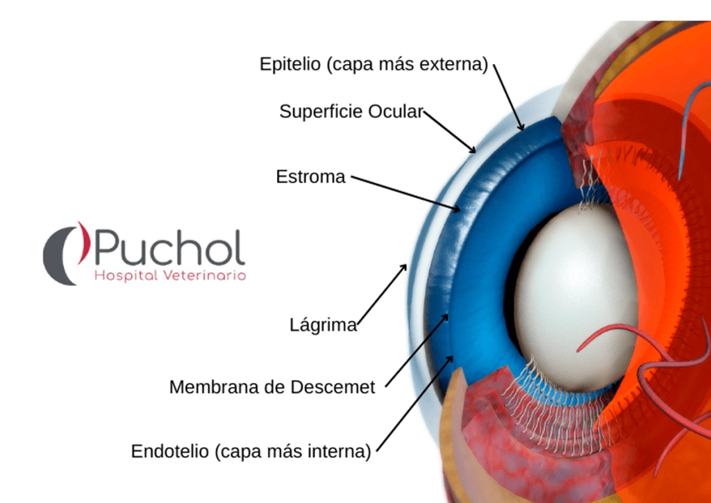 partes de cornea de un perro