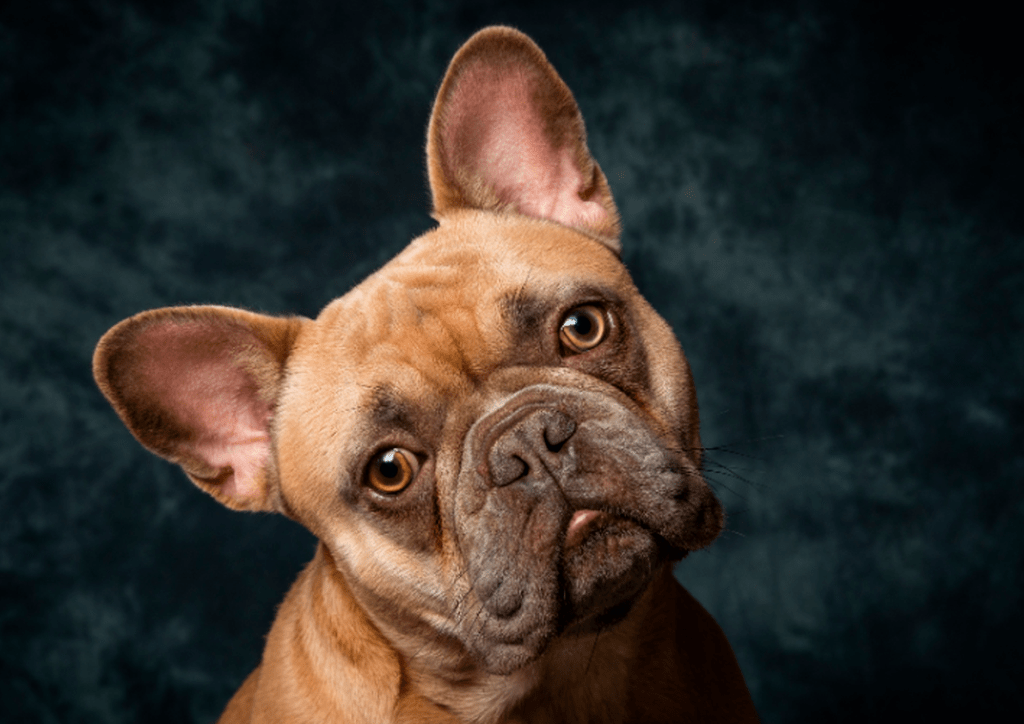 Imagen: Bulldog frances,raza predispuesta a úlceras corneales