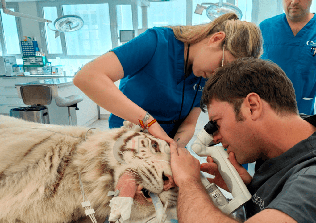 intervencion de ulcera corneal gato