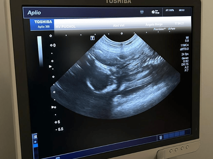 Ecografía de perros y gatos