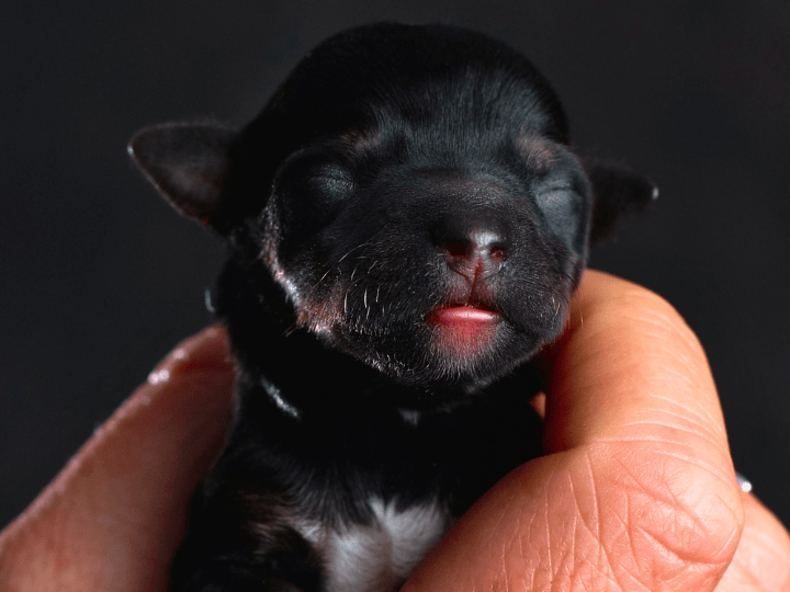 cachorro recién nacido despues de cesarea en perros y gatos