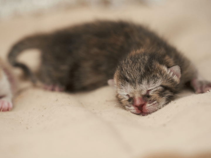 Gatito recién nacido después de cesárea