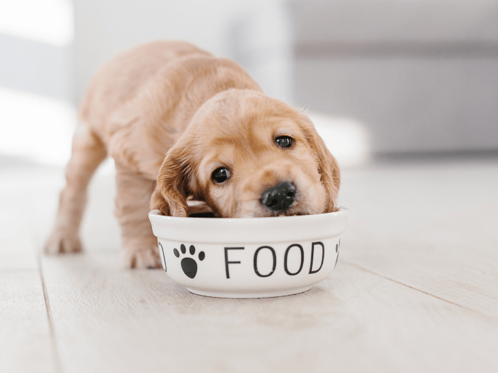 Perro alimentansose con cuenco