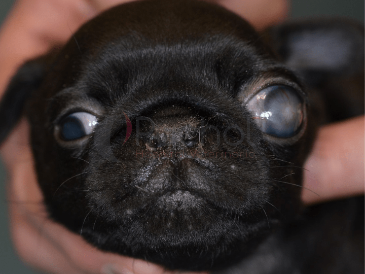 Glaucoma en perros y gatos por puchol
