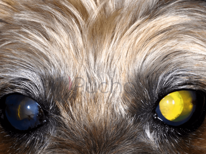 Glaucoma en perros y gatos