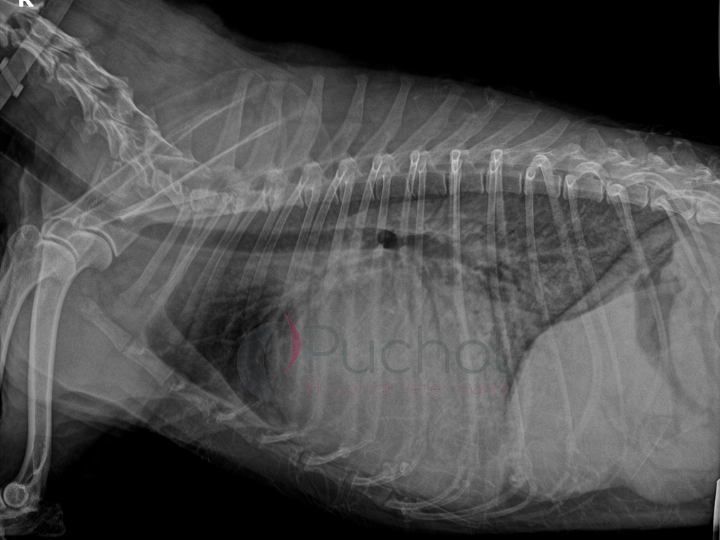 Radiografía de paciente de cardiología