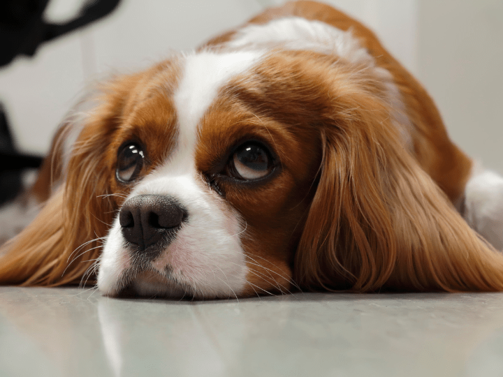 cavalier king charles spaniel propensos a enfermedad cardiaca