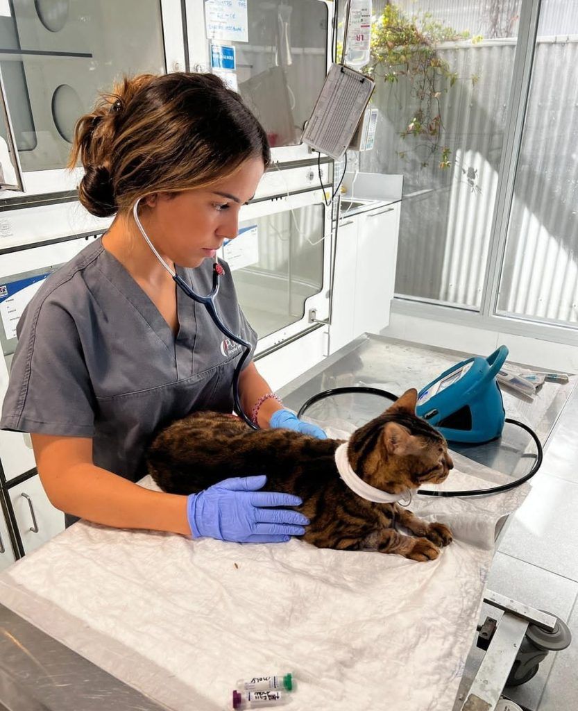 revisión de gato sobre enfermedad cardiaca