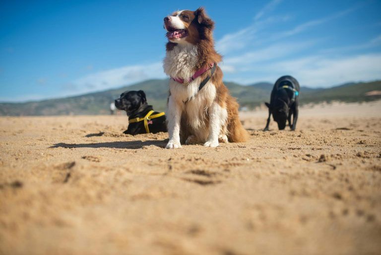 viajar con perros y gatos y disfrutar en la playa