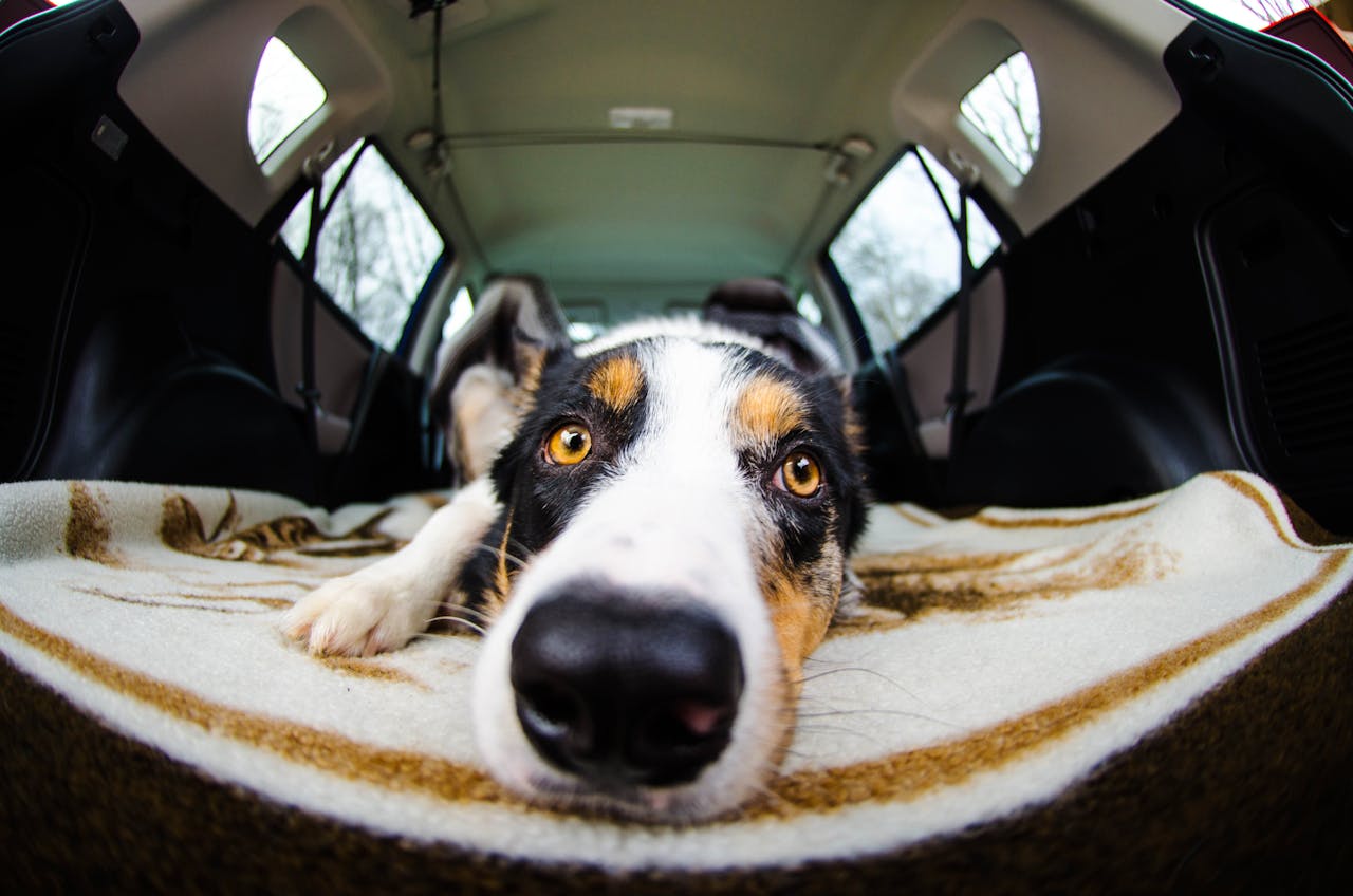 viajar con perros y gatos