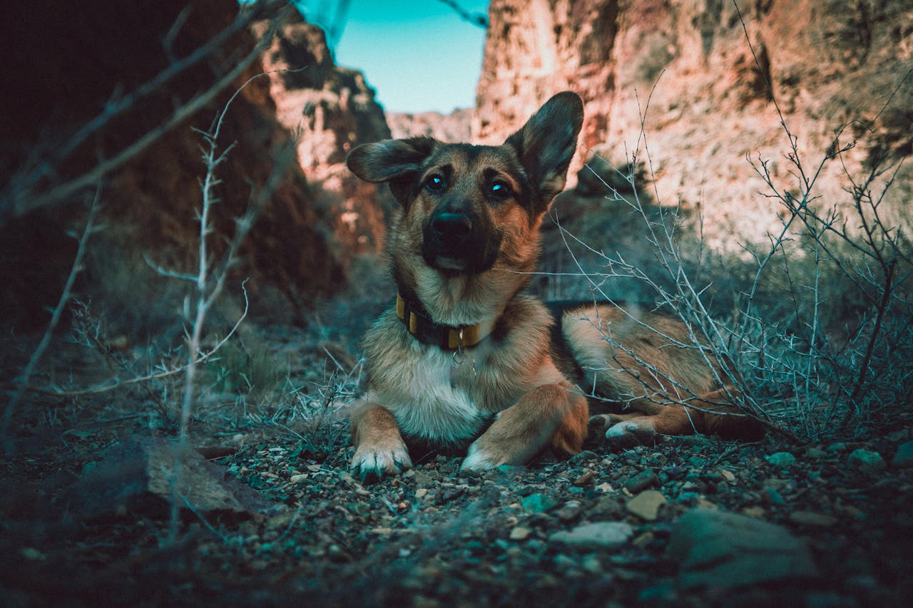 viajar con perros y su disfrute