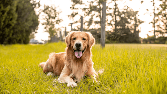 golden retriever jugando con piedras