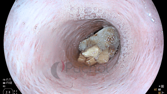 perro come piedras endoscopia