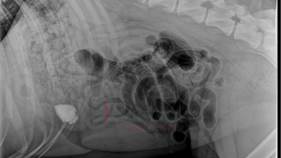 perro come piedras imagen 2