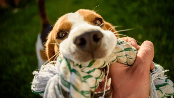 perro jugando con juguetes